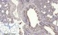MyD88 Polyclonal Antibody